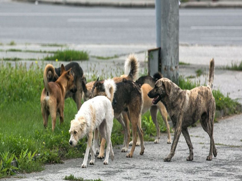 Отлов безнадзорных животных (собак).