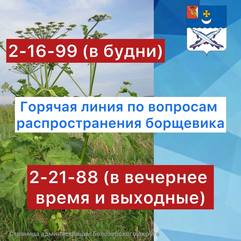 В регионе продолжается борьба с борщевиком Сосновского.